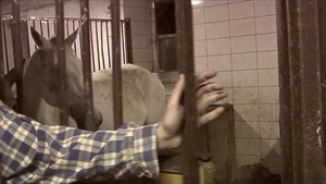 Mounting His High-Spirited Colt